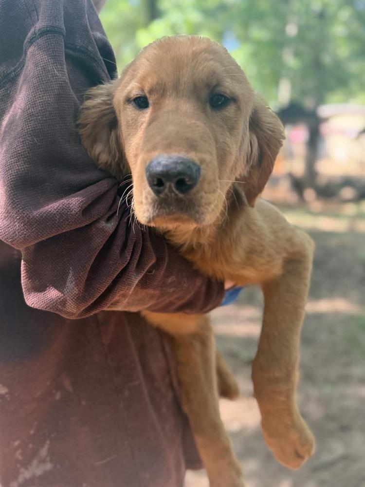 GOLDfish, Adoptable, Puppy Male Golden Retriever.