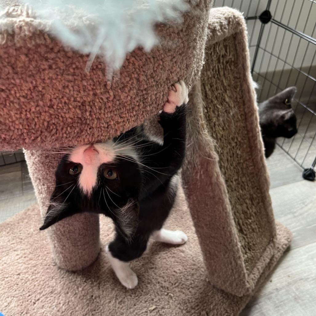 Jake, an adoptable Domestic Short Hair in Crookston, MN, 56716 | Photo Image 1