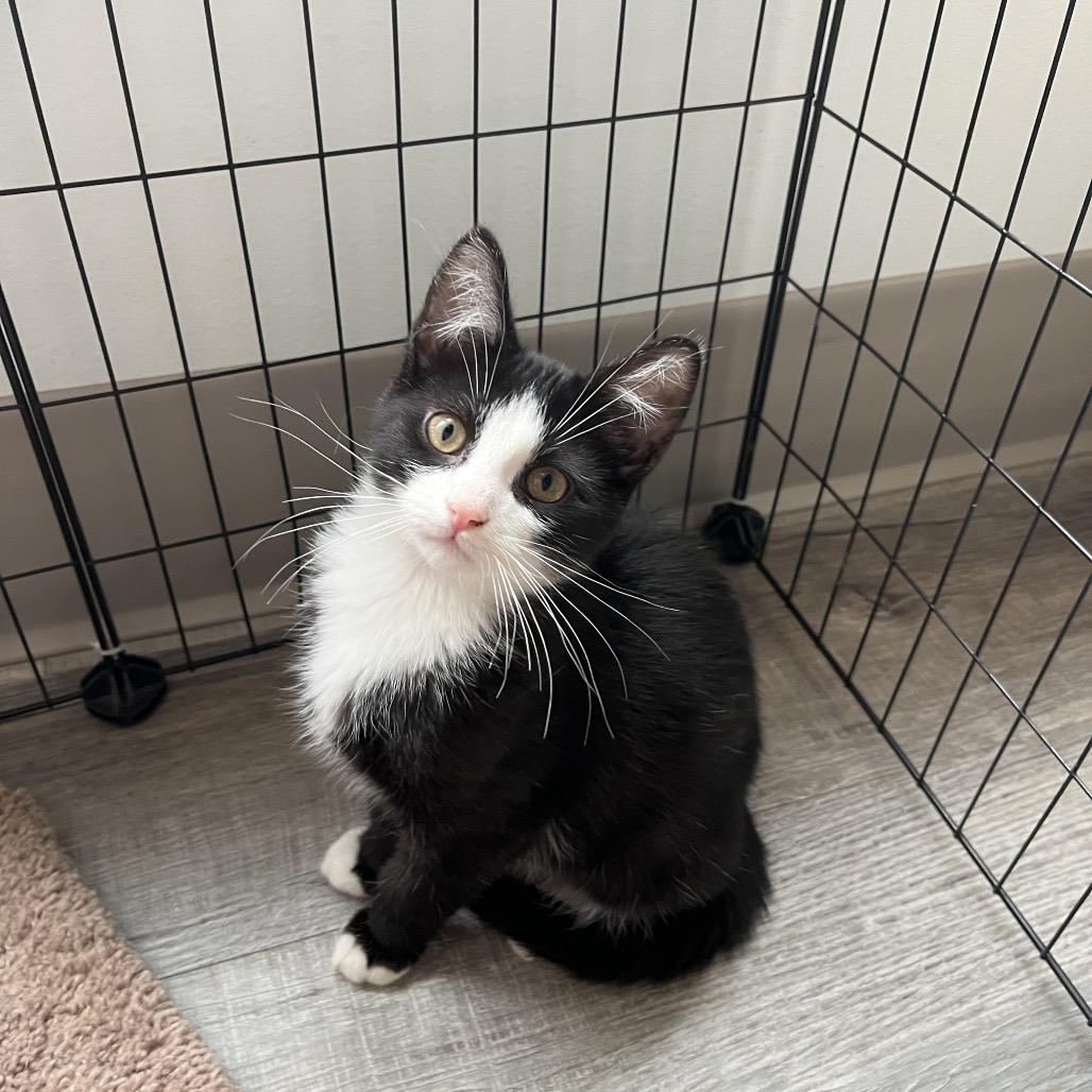 Jake, an adoptable Domestic Short Hair in Crookston, MN, 56716 | Photo Image 3