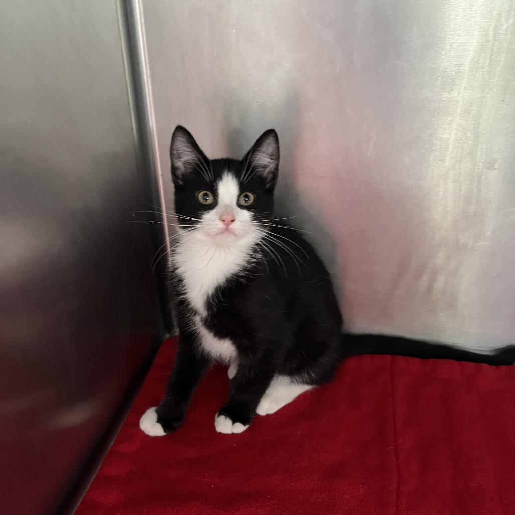 Jake, an adoptable Domestic Short Hair in Crookston, MN, 56716 | Photo Image 5