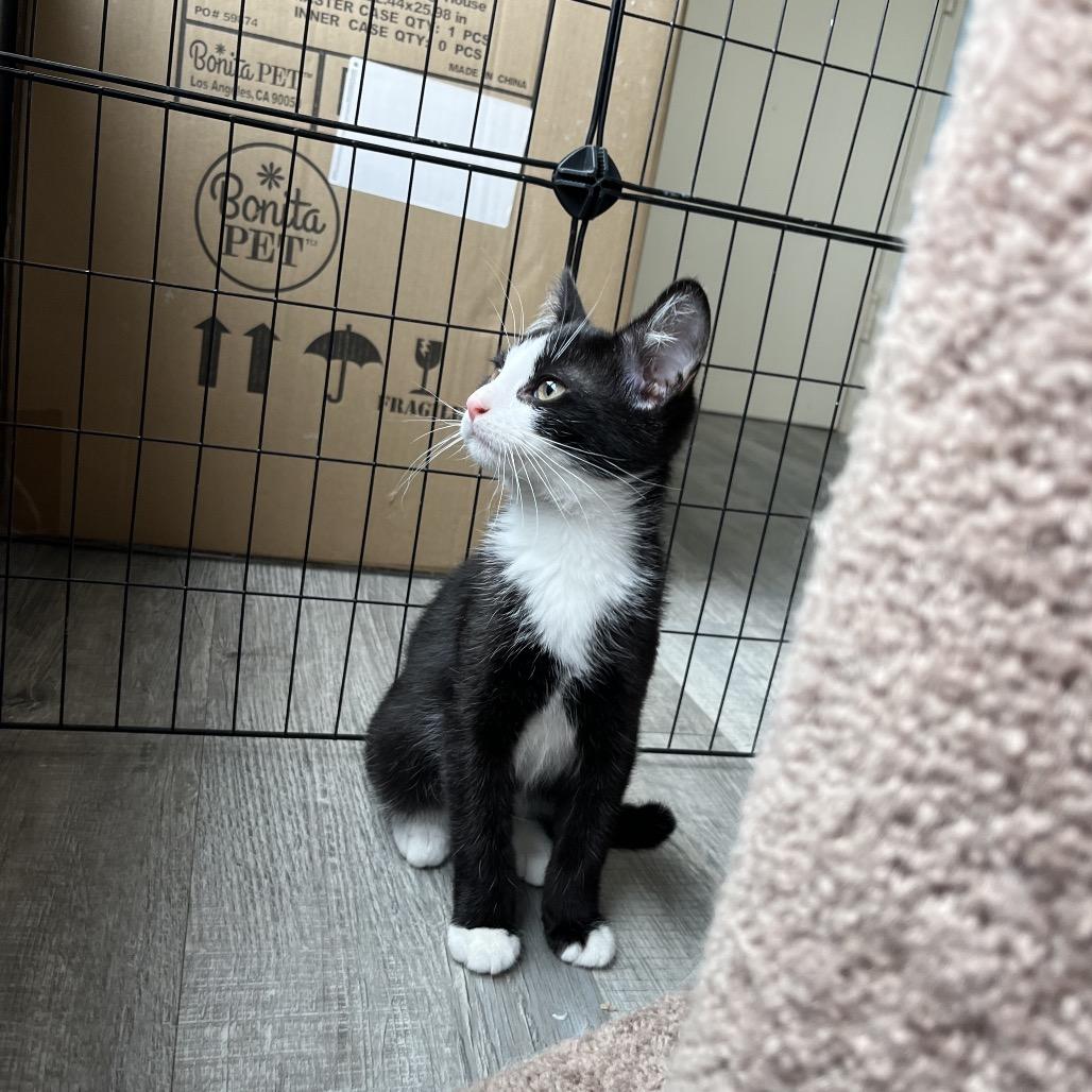 Jake, an adoptable Domestic Short Hair in Crookston, MN, 56716 | Photo Image 2