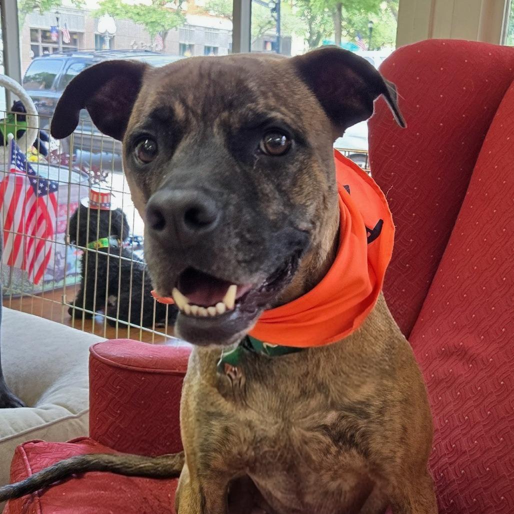 Enlarge Rocket, a Adoptable Mixed Breed in Shelby, NC image 1/4