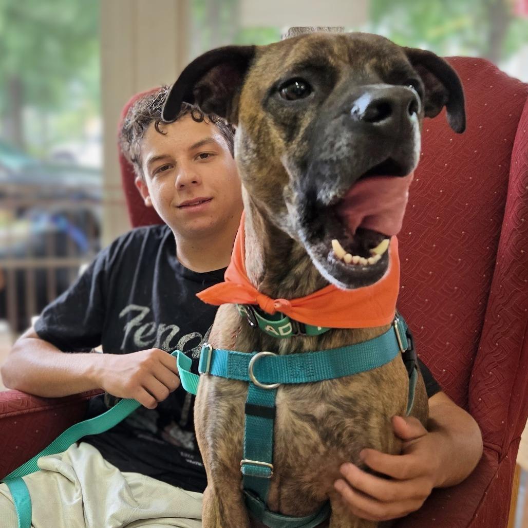 Enlarge Rocket, a Adoptable Mixed Breed in Shelby, NC image 2/4
