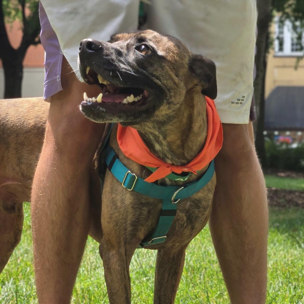 Enlarge Rocket, a Adoptable Mixed Breed in Shelby, NC image 3/4