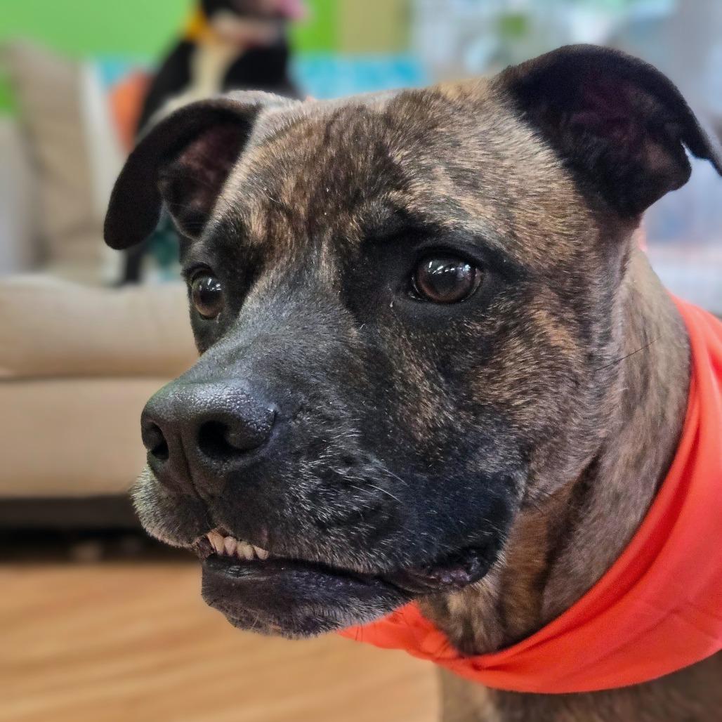 Enlarge Rocket, a Adoptable Mixed Breed in Shelby, NC image 4/4