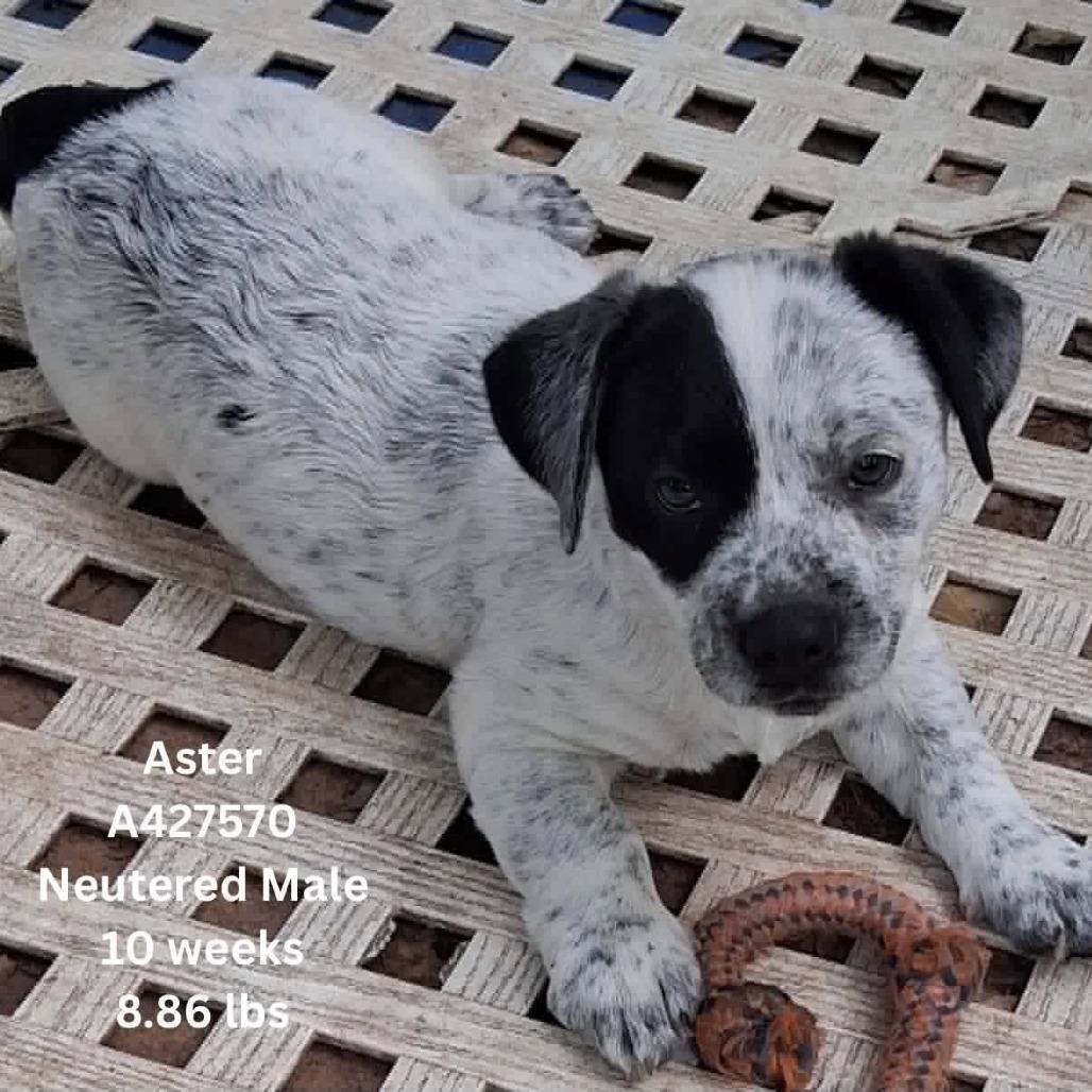 Aster, Adoptable, Puppy Male Mixed Breed.