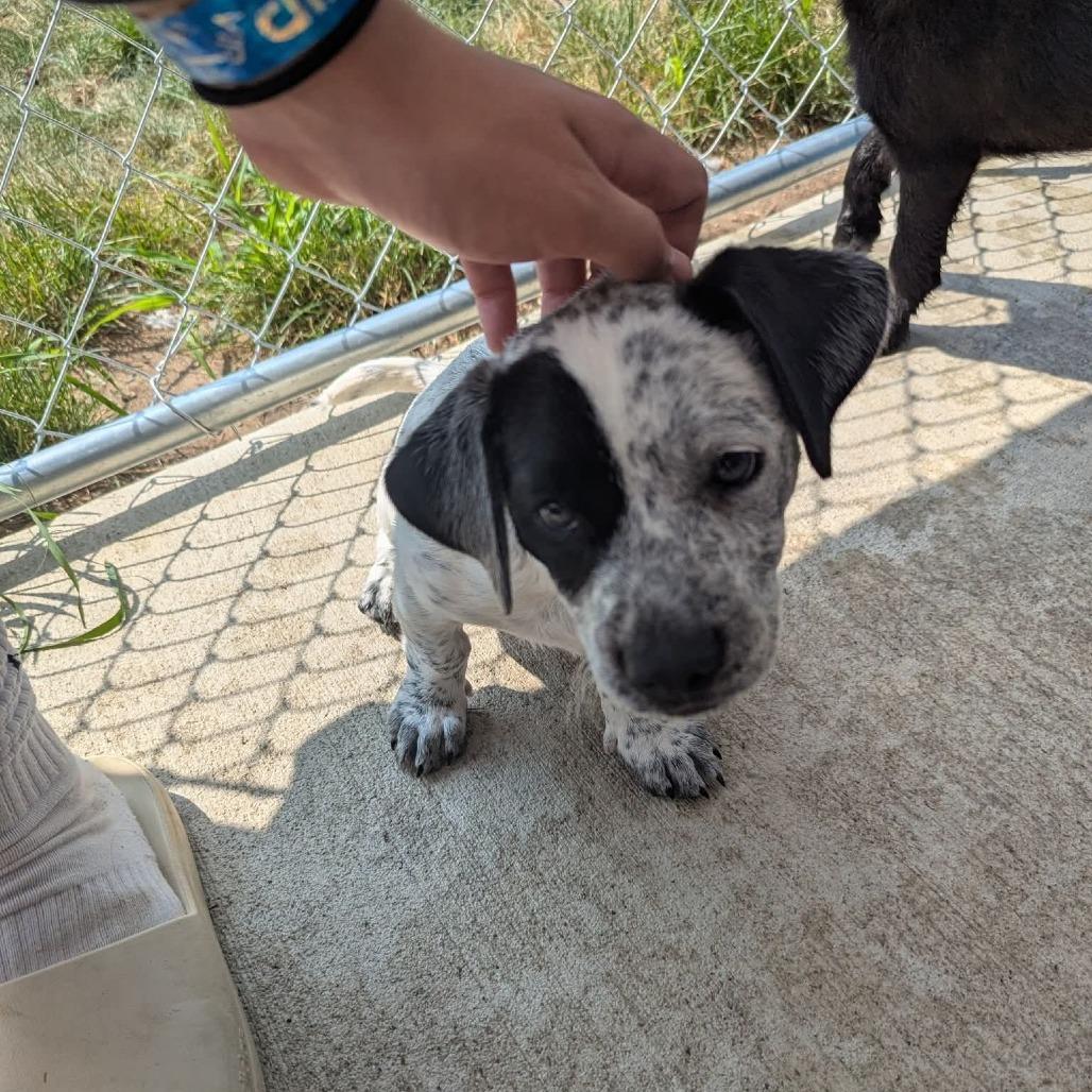 Aster, a Adoptable Mixed Breed in Tomah, WI image 2/2