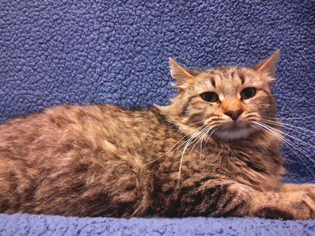 YELLA, Adoptable, Young Female Domestic Short Hair.