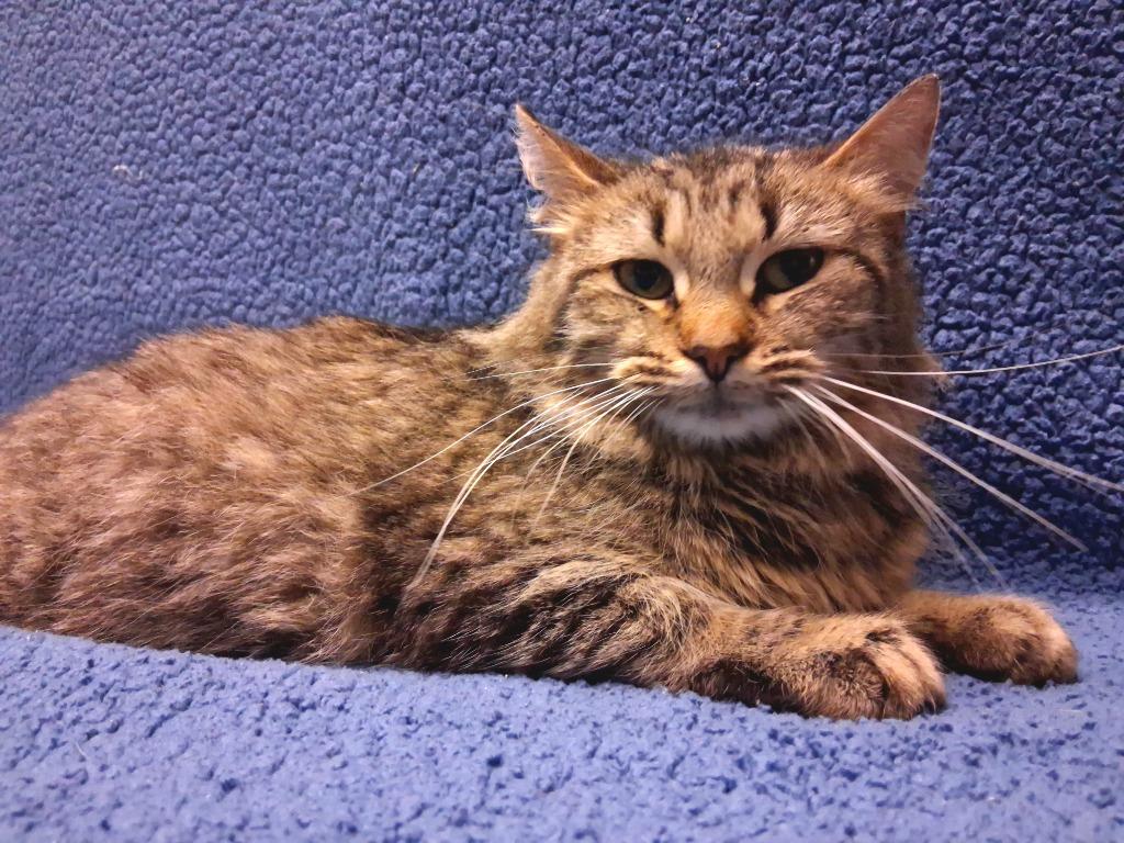 Enlarge YELLA, a Adoptable mixed breed in Wintersville, OH image 2/3