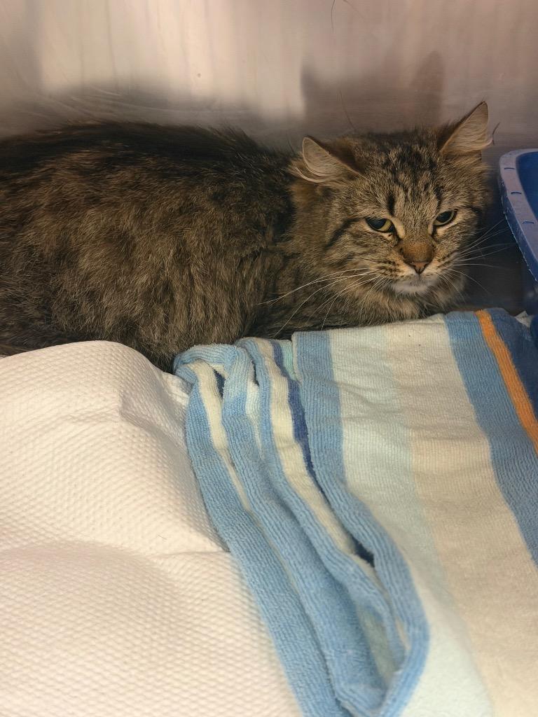 Enlarge YELLA, a Adoptable mixed breed in Wintersville, OH image 3/3