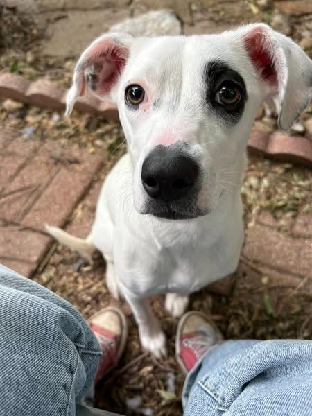 Enlarge Reece, a Adoptable mixed breed in Mustang, OK image 1/1