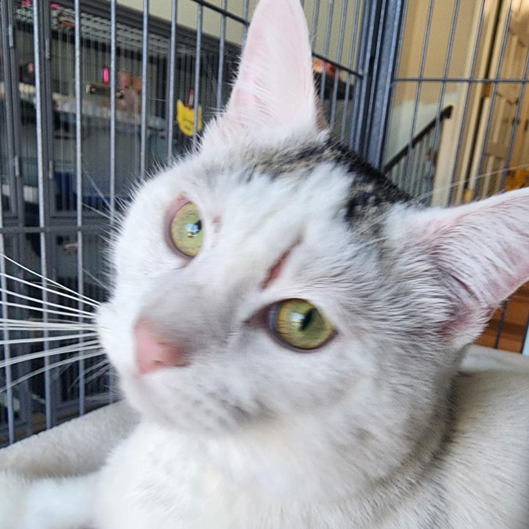 Enlarge Scar Face (26-1987), a Adoptable Domestic Short Hair in Fort Smith, AR image 1/1