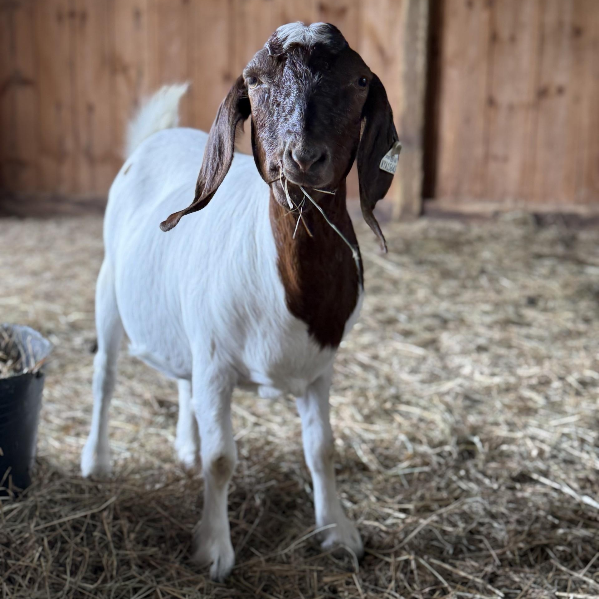 Enlarge Lil Debbie, a ADOPTABLE mixed breed in Cooperstown, NY image 2/3