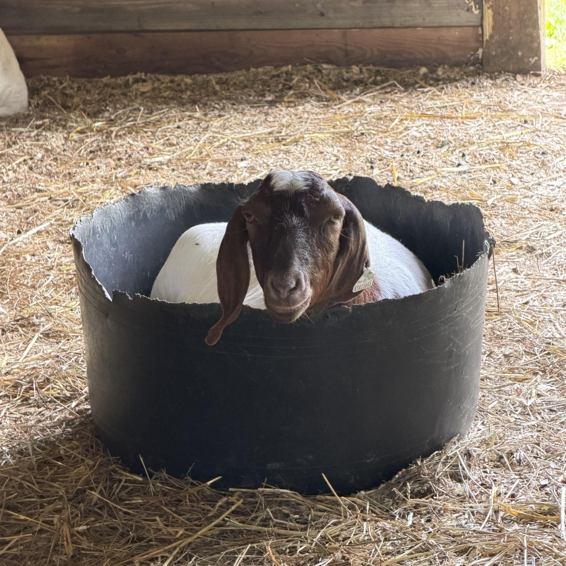 Lil Debbie, ADOPTABLE, Adult Female Goat.