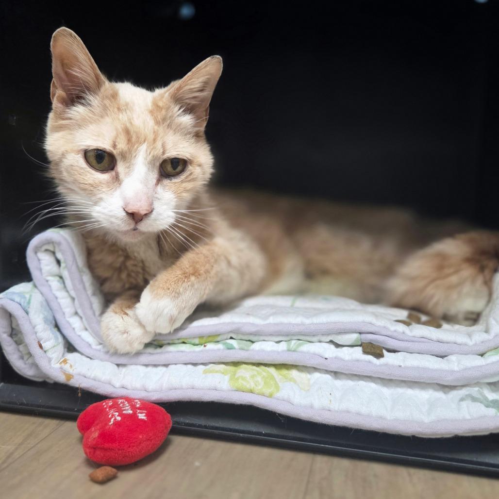 VanGogh, Adoptable, Senior Male Domestic Short Hair.