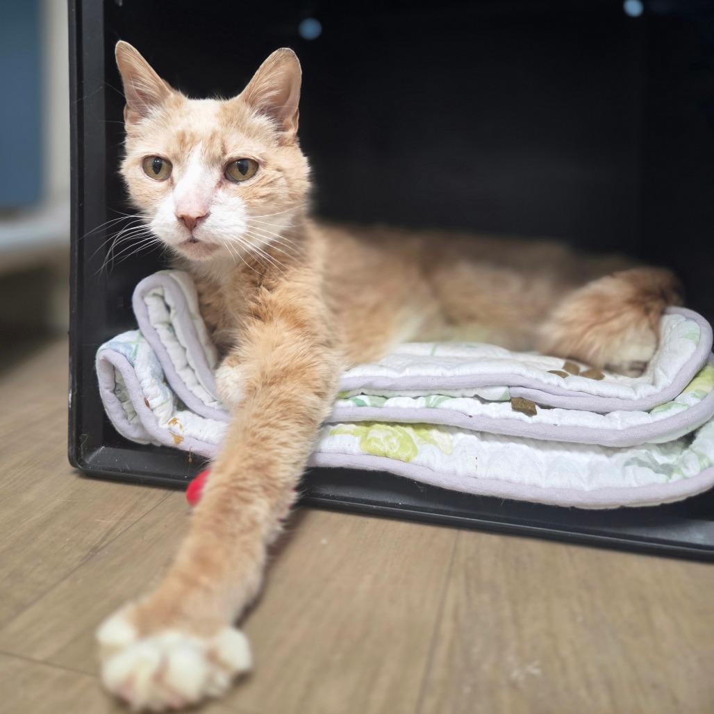 Enlarge VanGogh, a Adoptable Domestic Short Hair in Oneonta, NY image 2/6