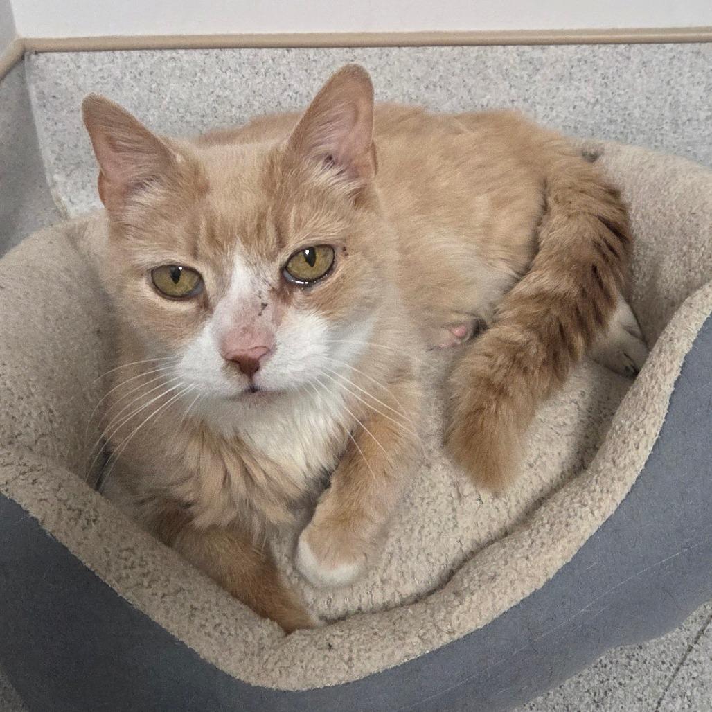 Enlarge VanGogh, a Adoptable Domestic Short Hair in Oneonta, NY image 3/6