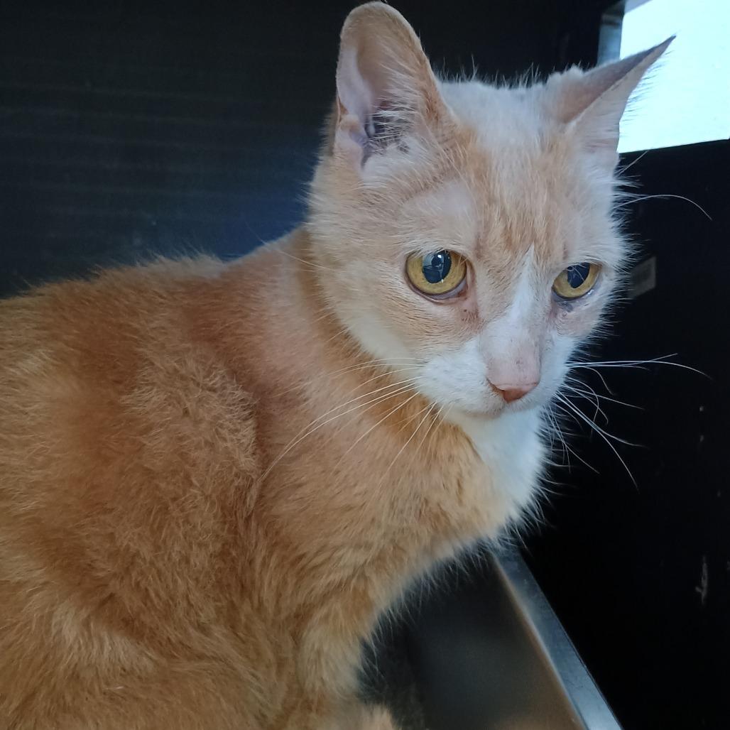 Enlarge VanGogh, a Adoptable Domestic Short Hair in Oneonta, NY image 4/6