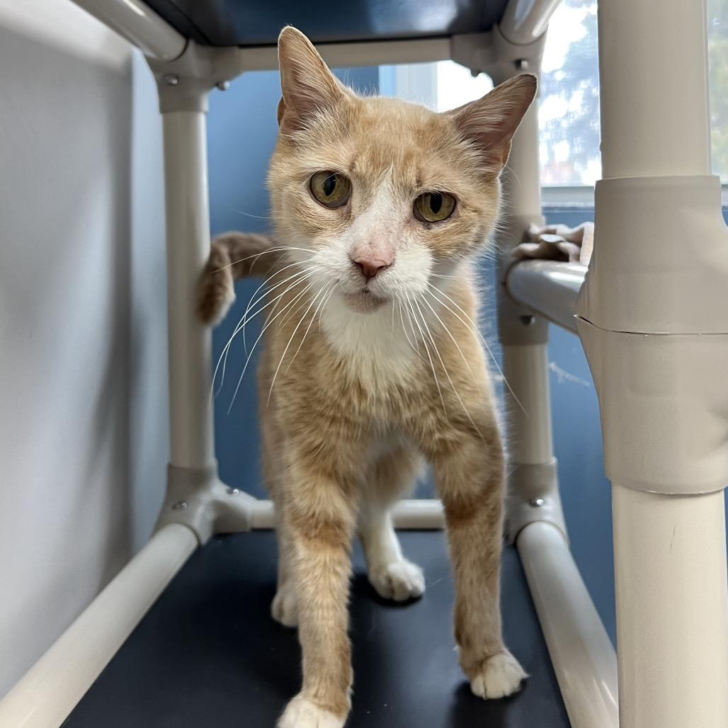 Enlarge VanGogh, a Adoptable Domestic Short Hair in Oneonta, NY image 5/6