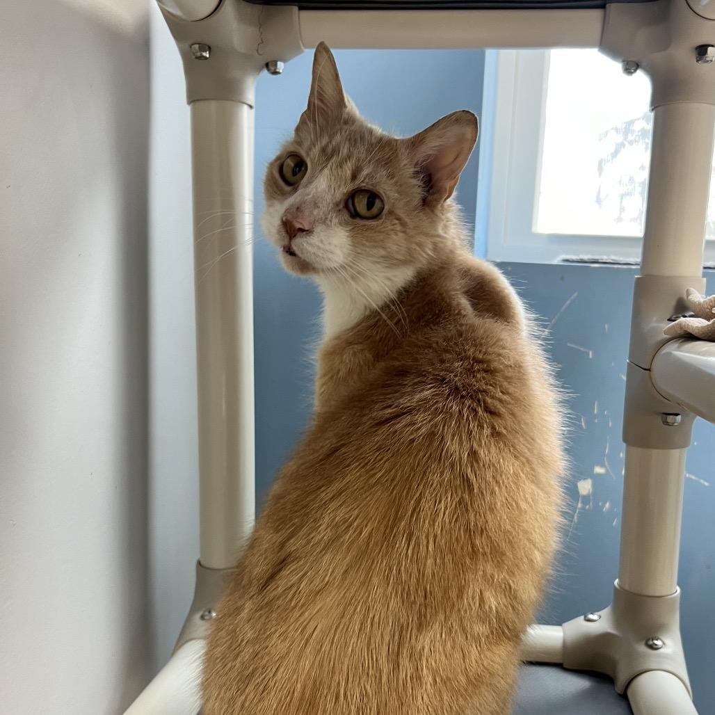 Enlarge VanGogh, a Adoptable Domestic Short Hair in Oneonta, NY image 6/6