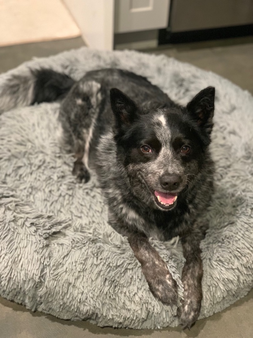 Enlarge Bruno, a Adoptable Australian Cattle Dog / Blue Heeler in Rough And Ready, CA image 1/5