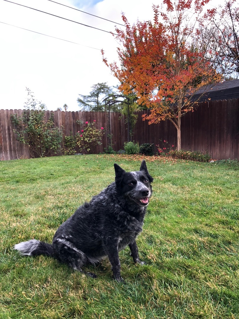 Enlarge Bruno, a Adoptable Australian Cattle Dog / Blue Heeler in Rough And Ready, CA image 2/5
