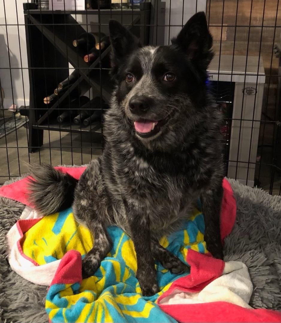 Enlarge Bruno, a Adoptable Australian Cattle Dog / Blue Heeler in Rough And Ready, CA image 3/5