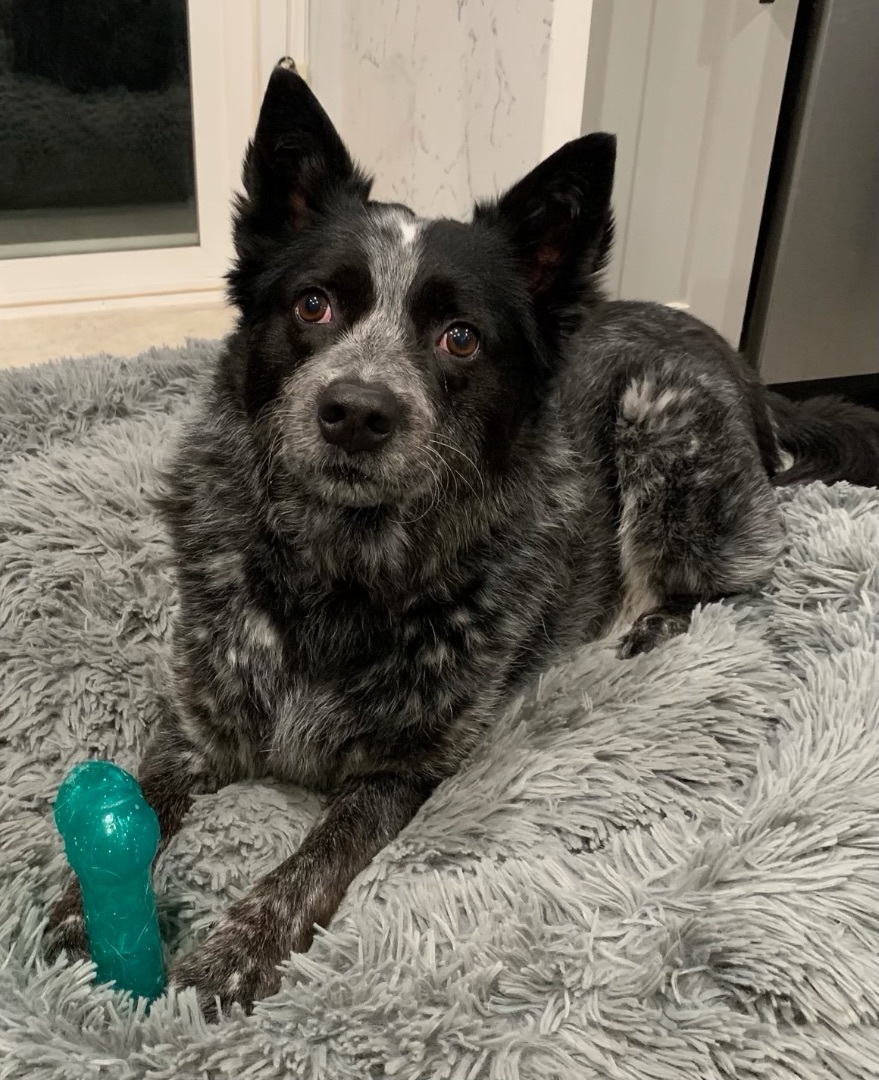 Enlarge Bruno, a Adoptable Australian Cattle Dog / Blue Heeler in Rough And Ready, CA image 4/5