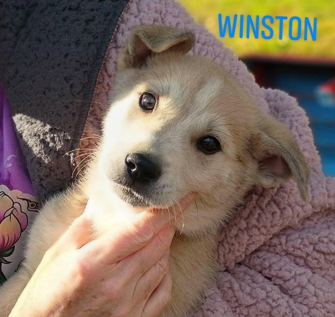 Enlarge Winston , an adopted mixed breed in Cosby, TN image 1/1