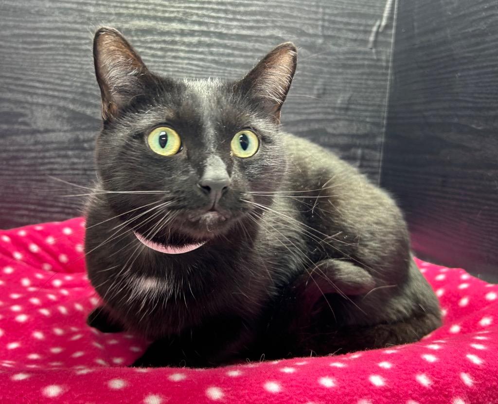 Enlarge Louie, a Adoptable mixed breed in Washington Court House, OH image 1/1