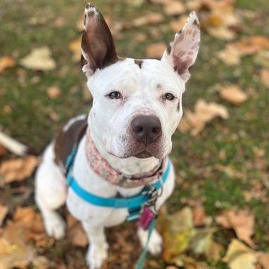 Enlarge Tessie, a Adoptable Pit Bull Terrier in Chicago, IL image 2/6