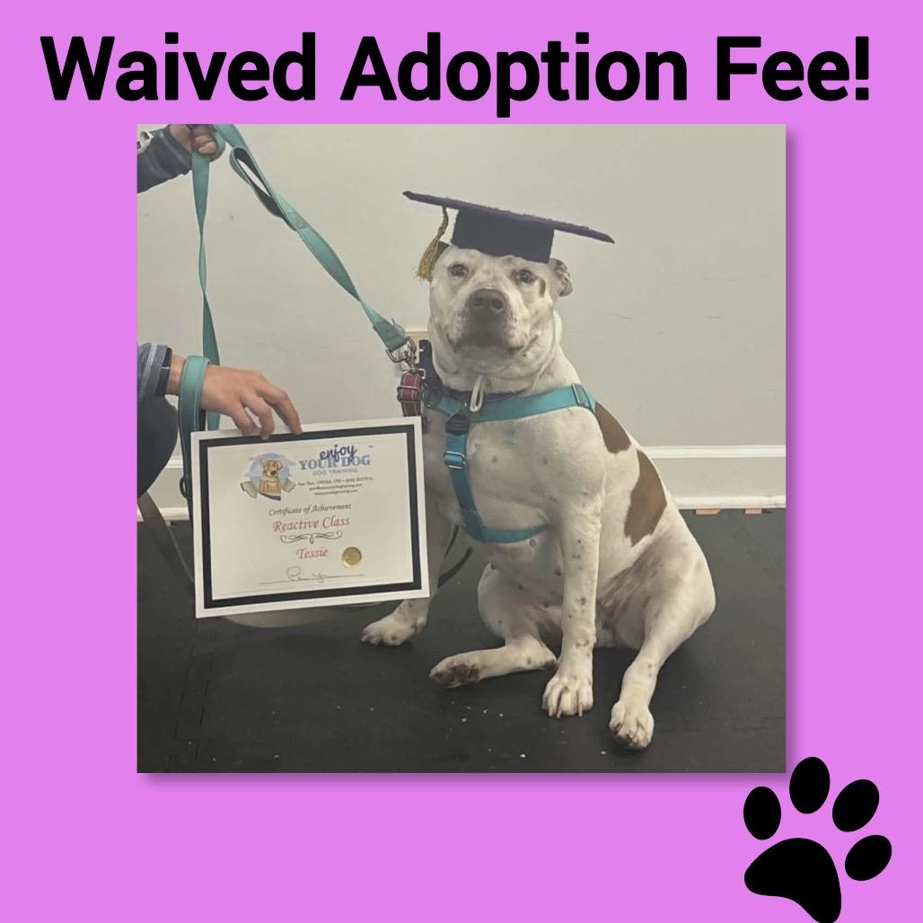 Tessie, Adoptable, Adult Female Pit Bull Terrier.