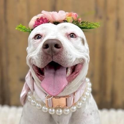 Enlarge Tessie, a Adoptable Pit Bull Terrier in Chicago, IL image 4/6