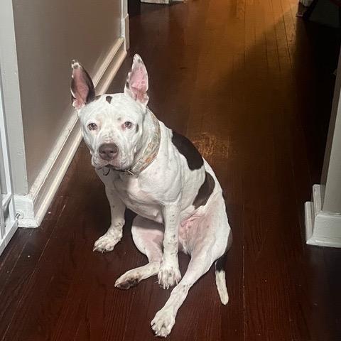 Enlarge Tessie, a Adoptable Pit Bull Terrier in Chicago, IL image 5/6