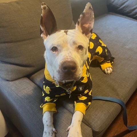 Enlarge Tessie, a Adoptable Pit Bull Terrier in Chicago, IL image 6/6