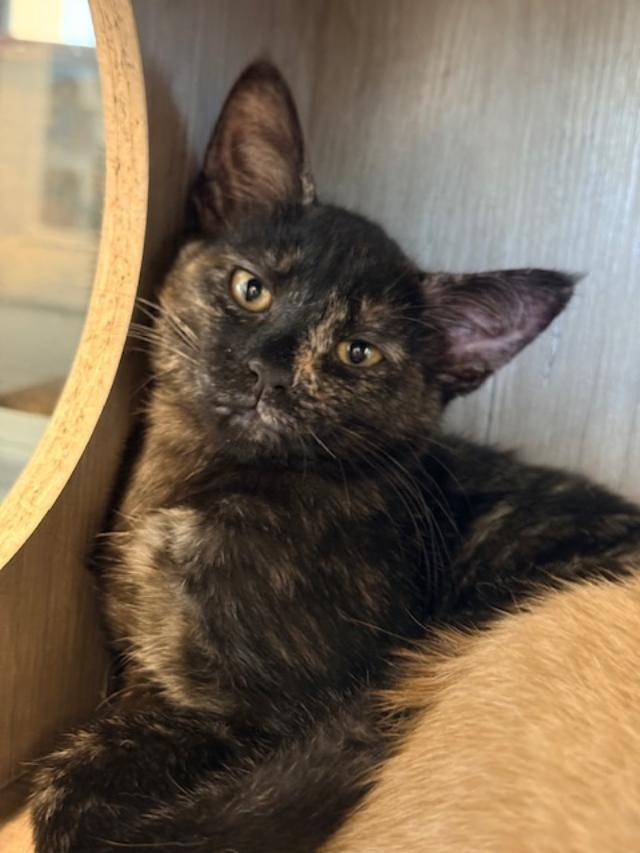 Penny, ADOPTABLE, Kitten Female Domestic Short Hair.