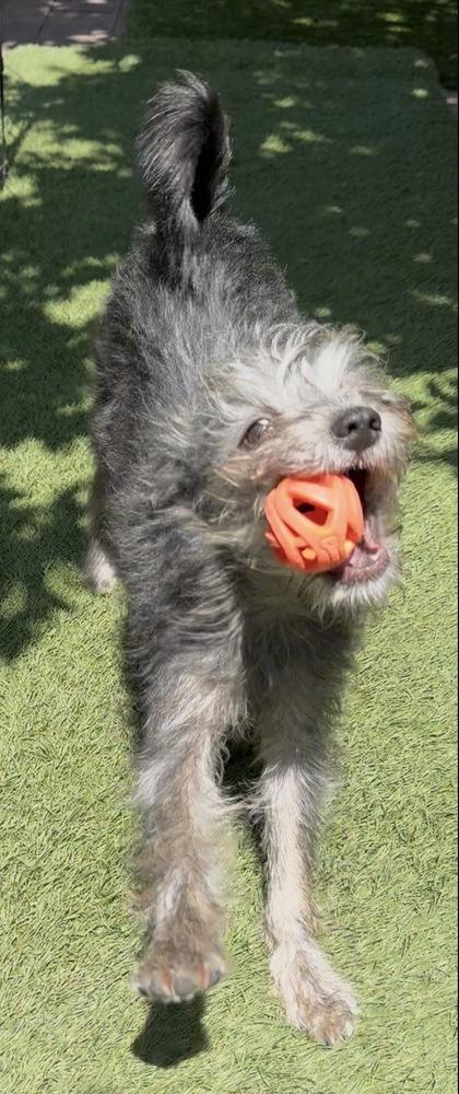 Shelly, a Adoptable mixed breed in San Diego, CA image 1/6