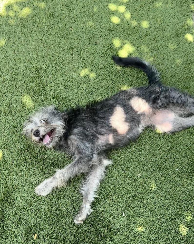 Shelly, a Adoptable mixed breed in San Diego, CA image 2/6