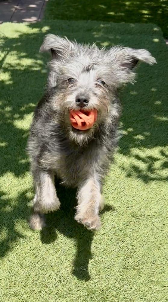 Shelly, a Adoptable mixed breed in San Diego, CA image 3/6