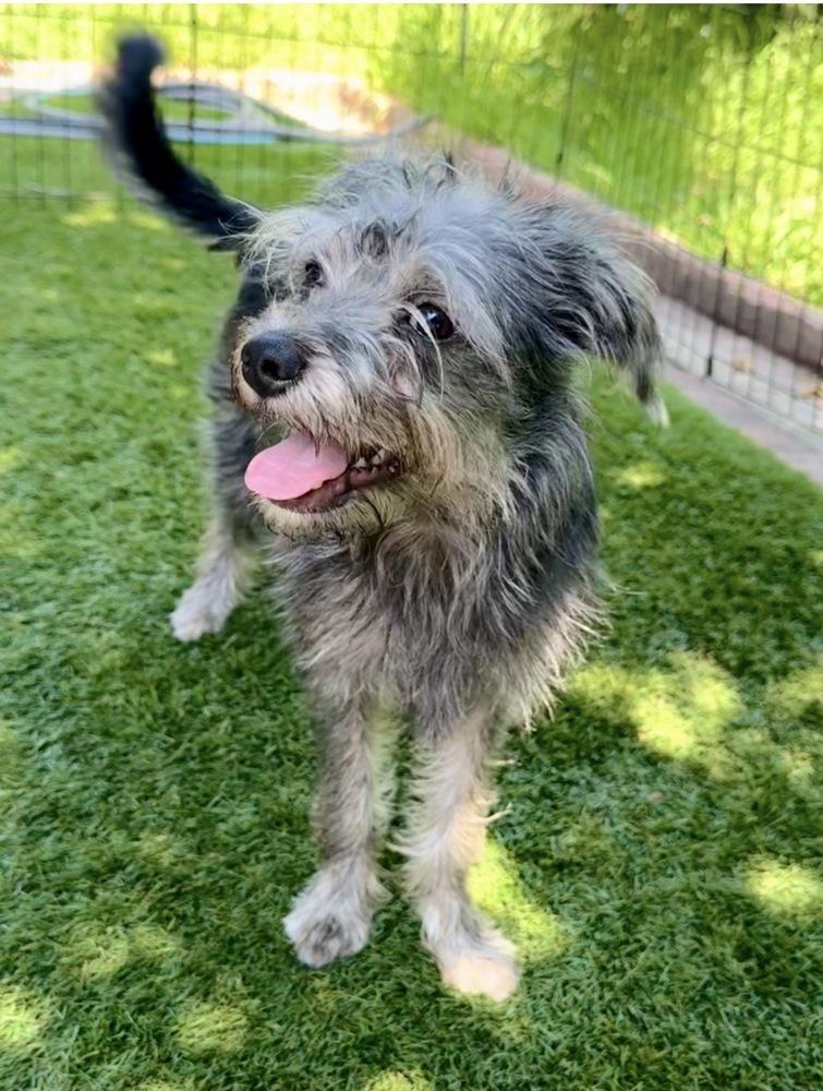 Shelly, a Adoptable mixed breed in San Diego, CA image 5/6