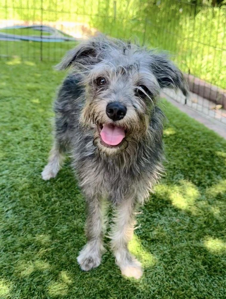 Shelly, a Adoptable mixed breed in San Diego, CA image 6/6