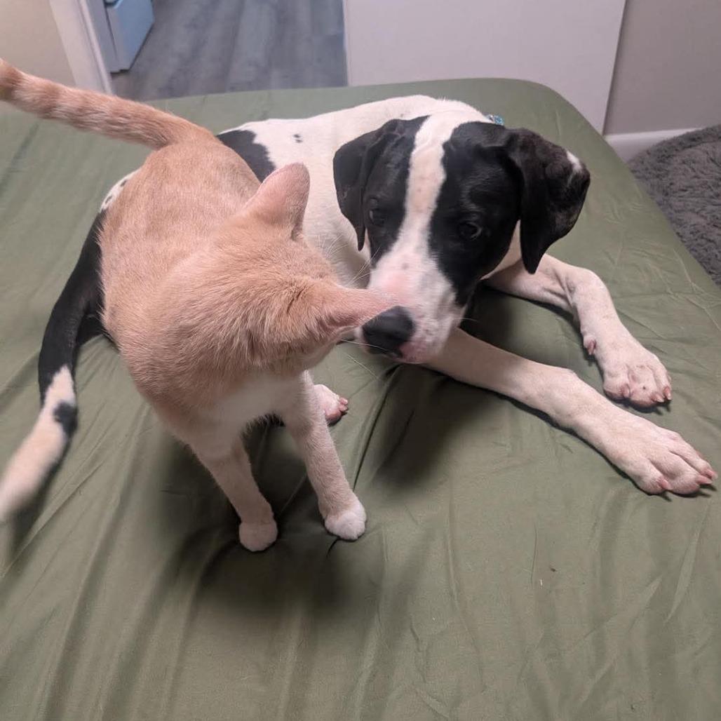 Dale, Adoptable, Young Male Mixed Breed & None.