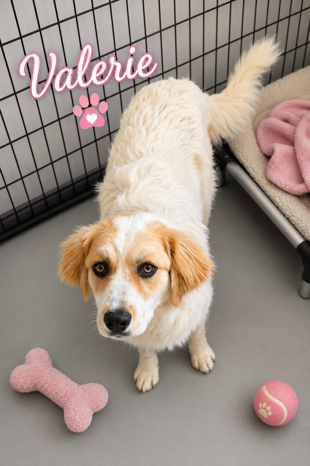 Enlarge Valerie, a ADOPTABLE mixed breed in Momence, IL image 1/1