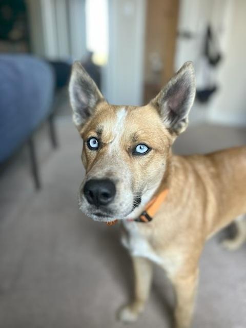 Enlarge ROBERT, a Adoptable mixed breed in Lancaster, CA image 1/1