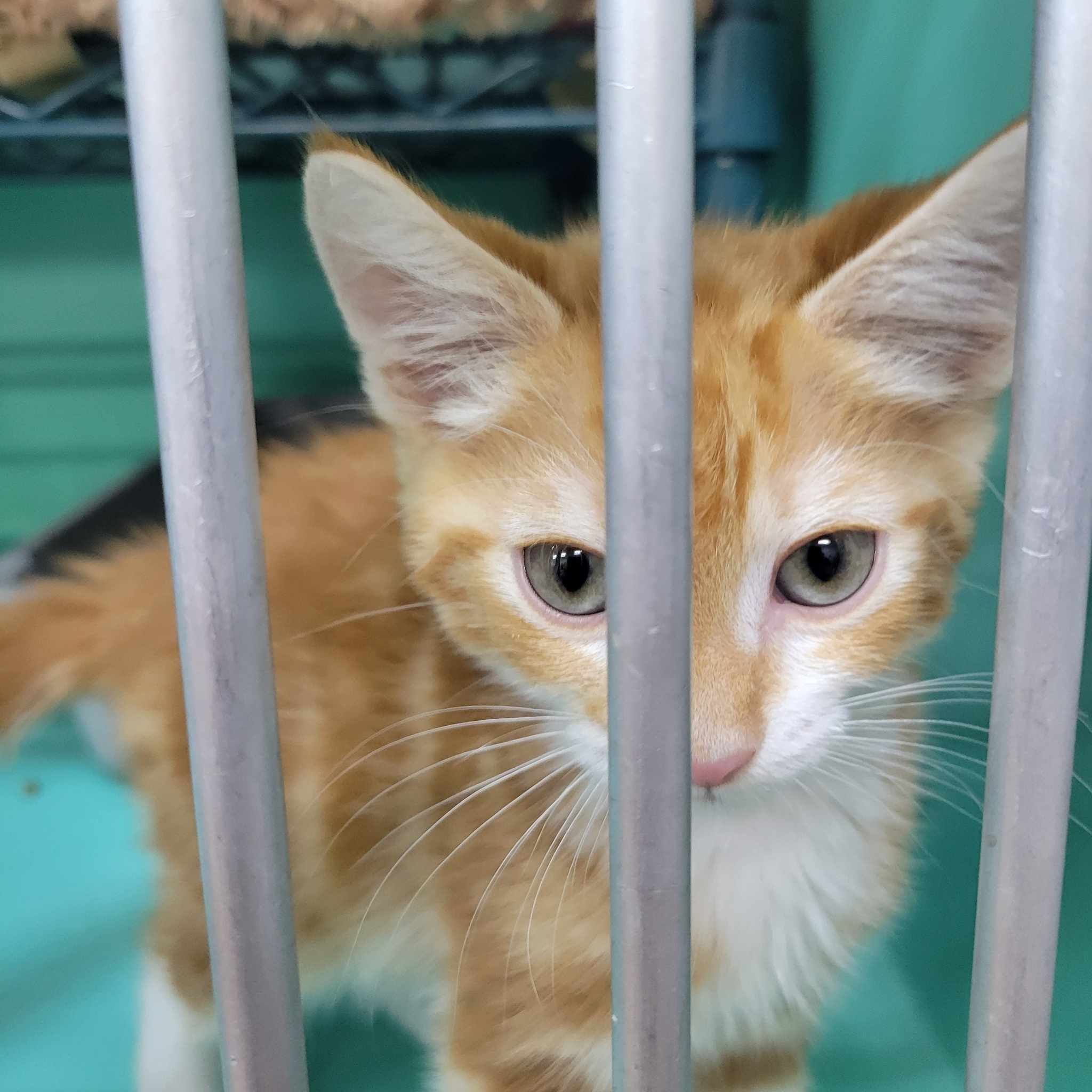 Cat for adoption DUCKY FFPR, a Domestic Short Hair in Walnut Creek