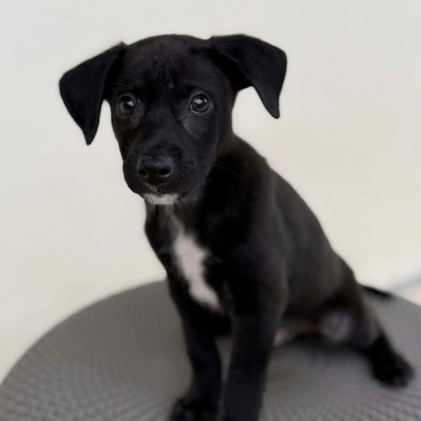 Toffee, ADOPTABLE, Puppy Male Labrador Retriever & Mixed Breed.