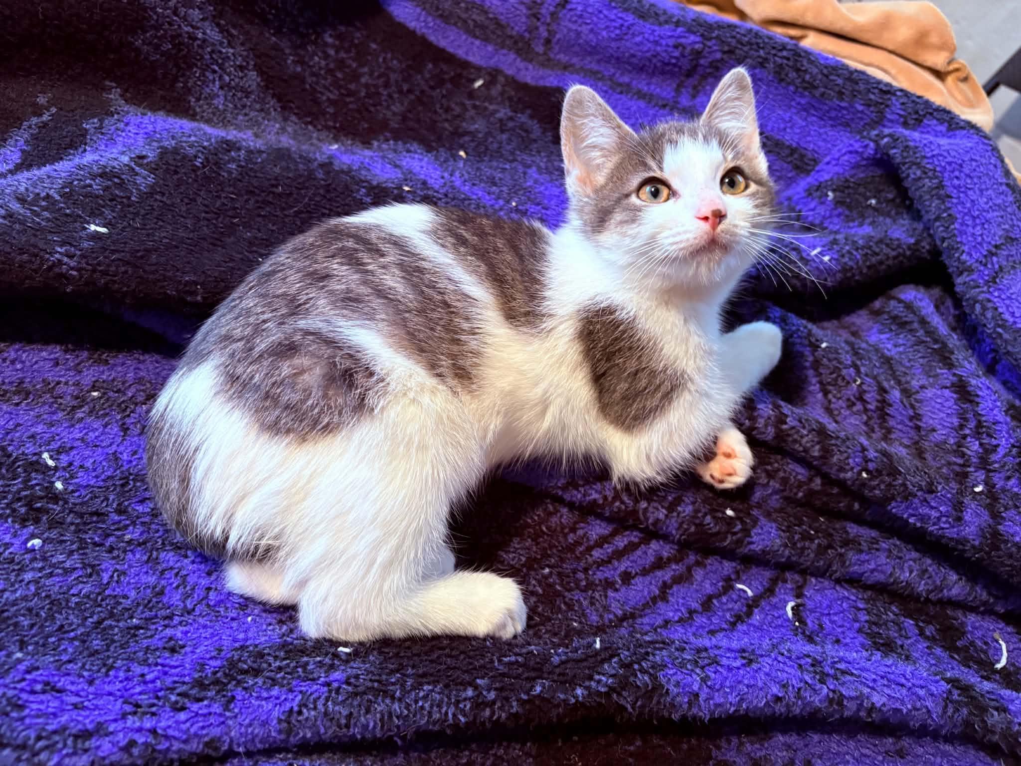 Enlarge Mint, an adopted Domestic Short Hair in Milwaukee, WI image 3/3