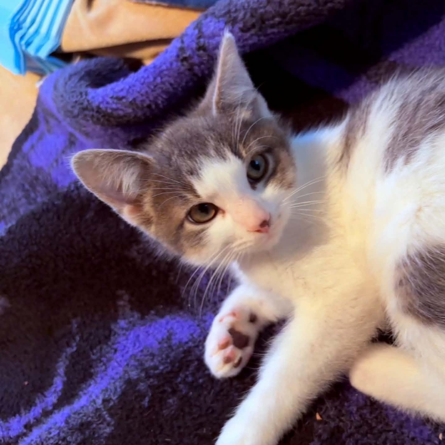 Mint, adopted, Kitten Female Domestic Short Hair.