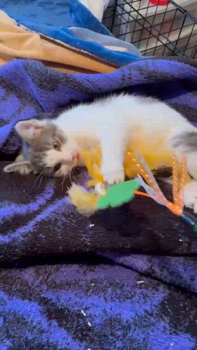 Enlarge Mint, an adopted Domestic Short Hair in Milwaukee, WI video 2/3