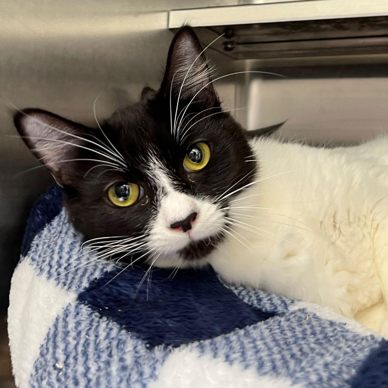 Cora, Adopted, Young Female Domestic Short Hair.